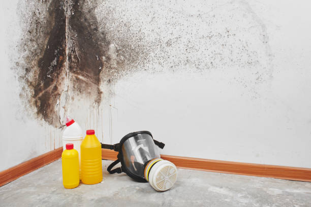 Best Certified Mold Removal  in Elfers, FL