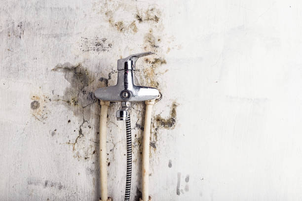 Professional Mold Removal in Elfers, FL