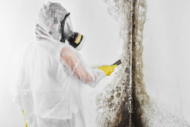 Best Crawl Space Mold Removal  in Elfers, FL