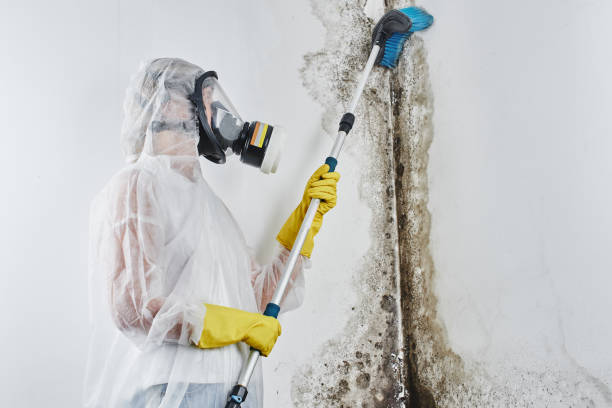 Professional Mold Removal in Elfers, FL