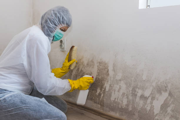 Best Mold Remediation  in Elfers, FL