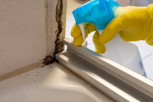 Best Home Mold Removal  in Elfers, FL