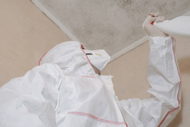 Best Residential Mold Removal  in Elfers, FL