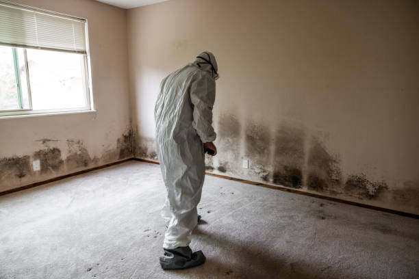 Best Mold Removal and Inspection  in Elfers, FL