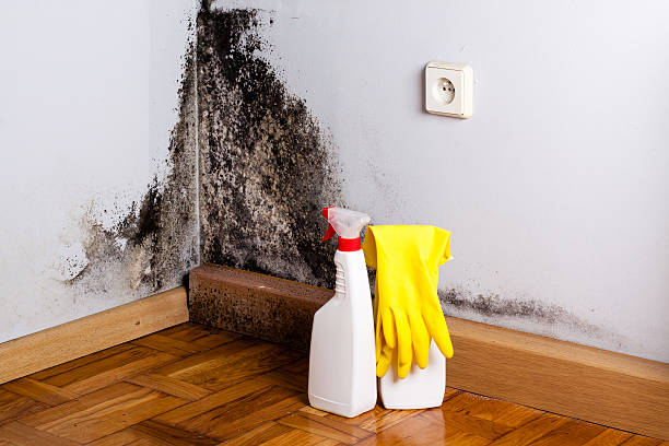 Best Toxic Mold Removal  in Elfers, FL