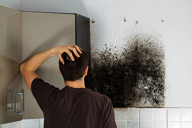 Mold Testing and Removal in Elfers, FL