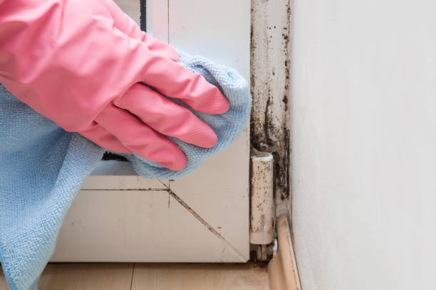 Best Affordable Mold Removal  in Elfers, FL