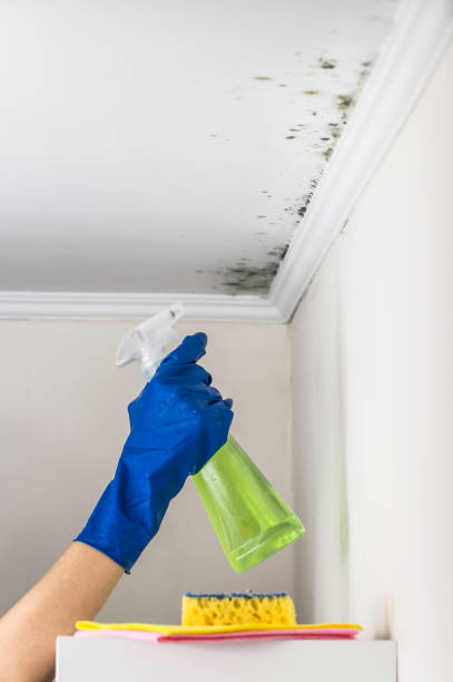 Best Mold Cleaning Services  in Elfers, FL