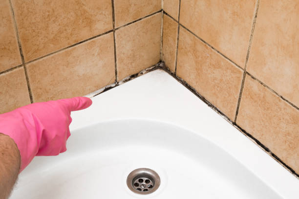 Best Emergency Mold Removal  in Elfers, FL